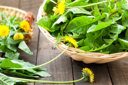 basket-of-dandelion-greens